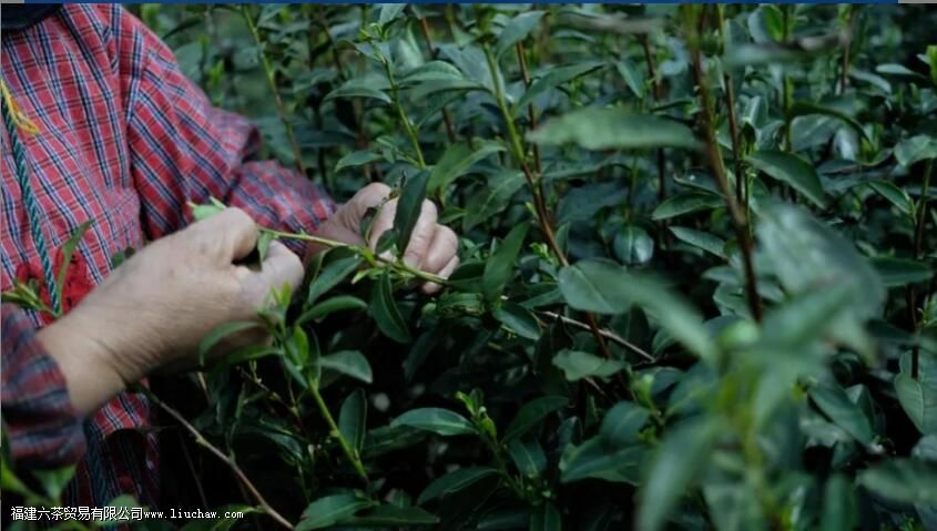 明前碧螺春怎么泡 明前碧螺春怎么泡