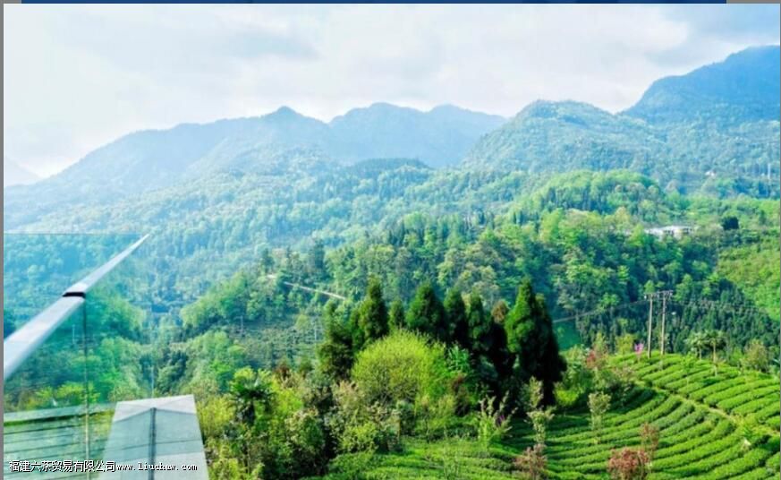 竹叶青茶用多少度的水泡合适 竹叶青茶用多少度的水泡合适