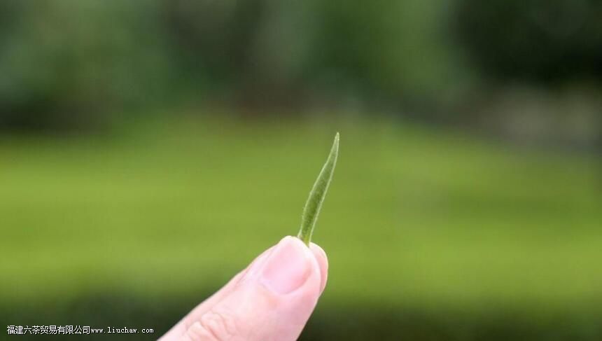 ��ǰ����Ա�����