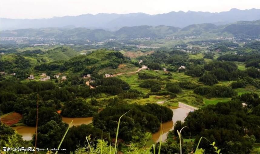 藤茶有没有存放期和保质期 藤茶有没有存放期和保质期