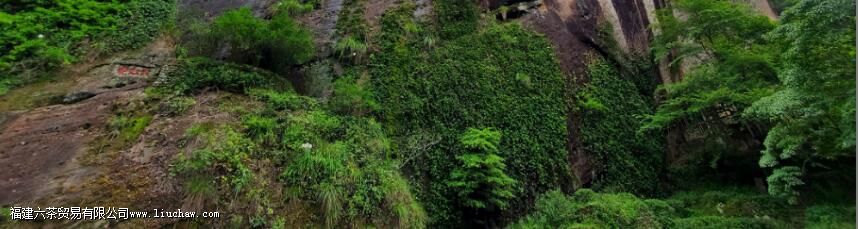 武夷岩茶保质期 武夷岩茶保质期