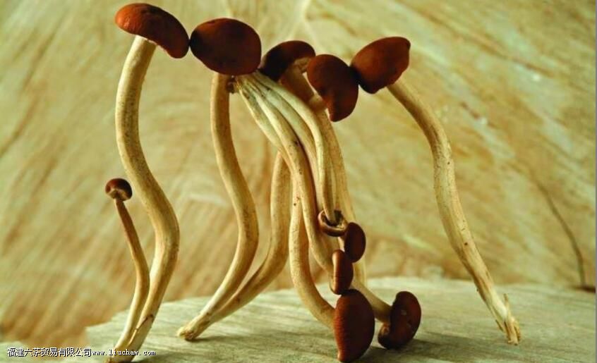 茶树菇不适宜人群 茶树菇不适宜人群