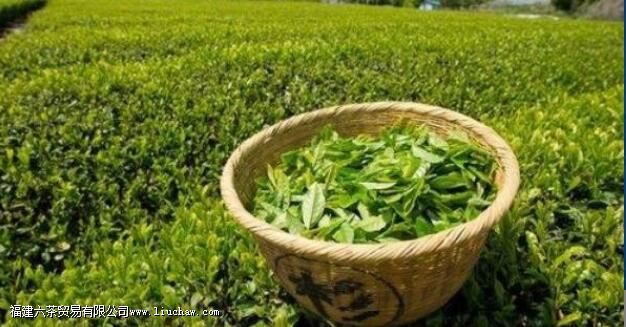 �Ȼ�ɽë��軹Ҫע����Щ���ɣ�