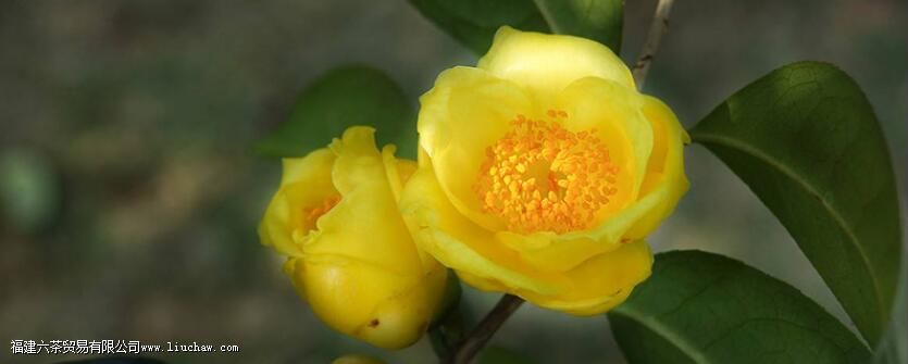 ��軨��ˮ�ȵĹ�Ч