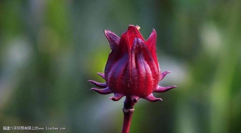 ���񻨲��������Щ