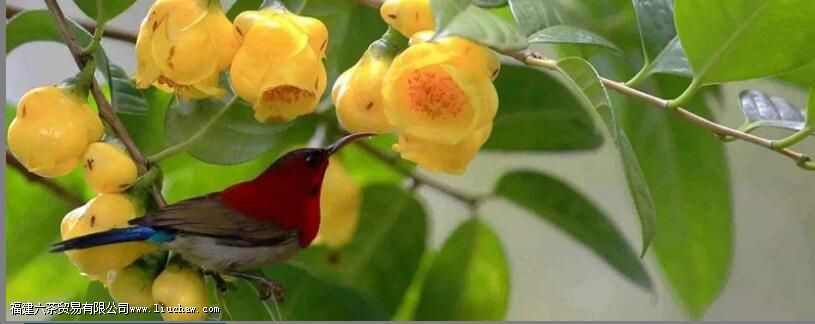 Ů�˺Ƚ𻨲�ĸ�����