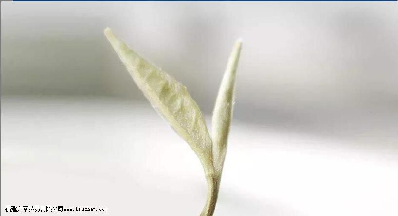 晚上可以喝茉莉花茶吗 晚上可以喝茉莉花茶吗