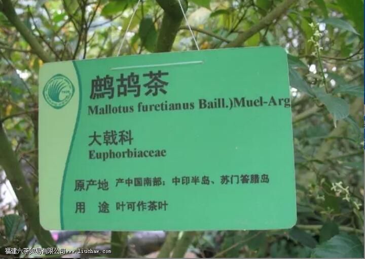 鹧鸪茶的禁忌 鹧鸪茶的禁忌