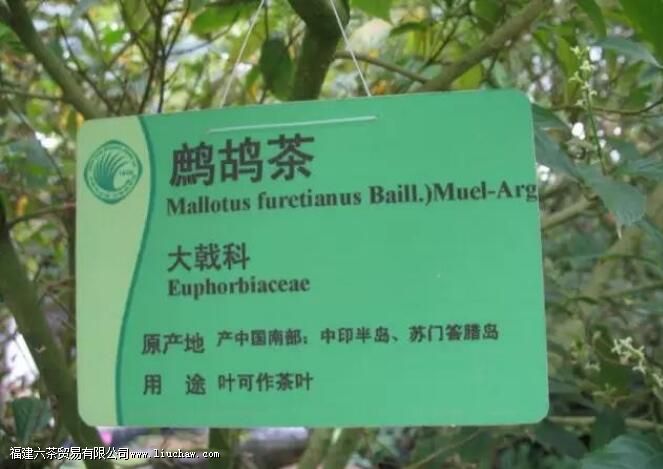 鹧鸪茶的禁忌人群 鹧鸪茶的禁忌人群