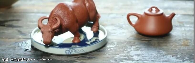 怎么养茶宠 怎么养茶宠