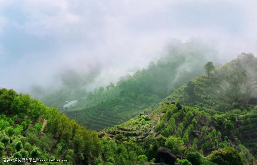 北回归线上的“茶中香水”,从“出生”就赢在了起跑线上 北回归线上的“茶中香水”,从“出生”就赢在了起跑线上