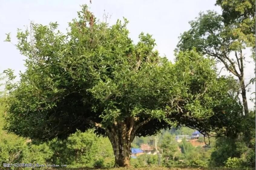 北回归线上的“茶中香水”,从“出生”就赢在了起跑线上 北回归线上的“茶中香水”,从“出生”就赢在了起跑线上