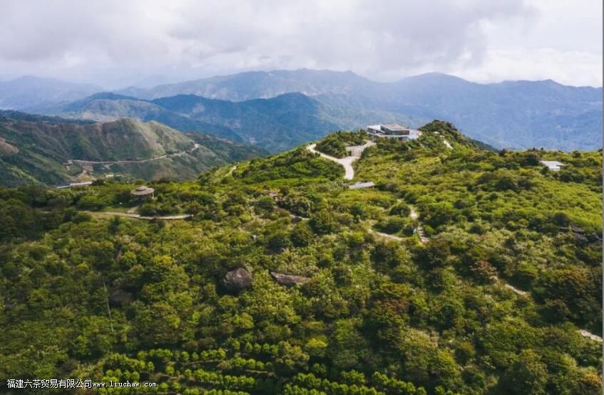 北回归线上的“茶中香水”,从“出生”就赢在了起跑线上 北回归线上的“茶中香水”,从“出生”就赢在了起跑线上