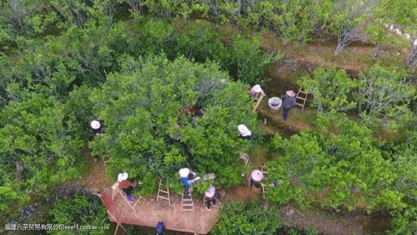 北回归线上的“茶中香水”,从“出生”就赢在了起跑线上 北回归线上的“茶中香水”,从“出生”就赢在了起跑线上