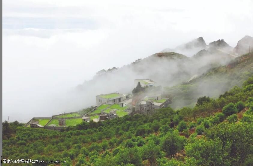 北回归线上的“茶中香水”,从“出生”就赢在了起跑线上 北回归线上的“茶中香水”,从“出生”就赢在了起跑线上