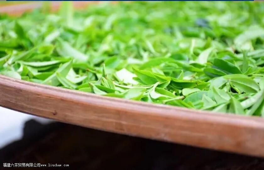 北回归线上的“茶中香水”,从“出生”就赢在了起跑线上 北回归线上的“茶中香水”,从“出生”就赢在了起跑线上