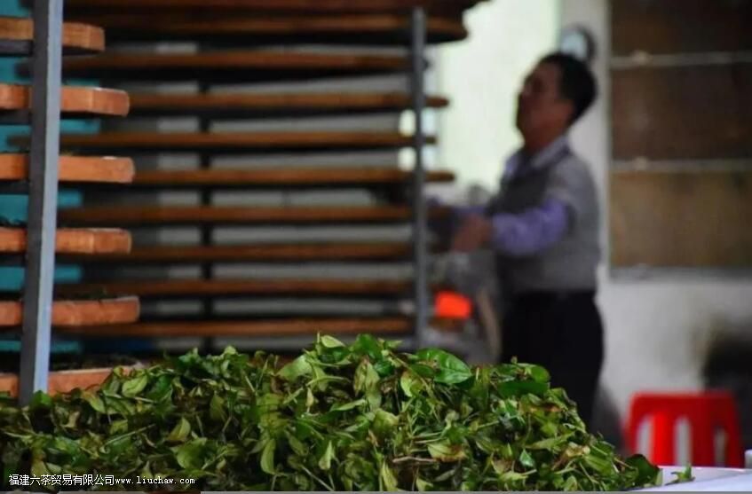 北回归线上的“茶中香水”,从“出生”就赢在了起跑线上 北回归线上的“茶中香水”,从“出生”就赢在了起跑线上