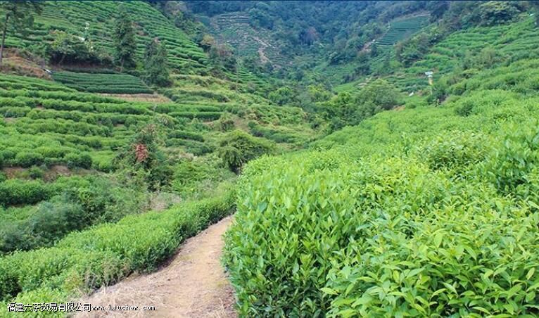 ����Ǭ¡��Ϊ����Ĳ�Ҷ��ʲô