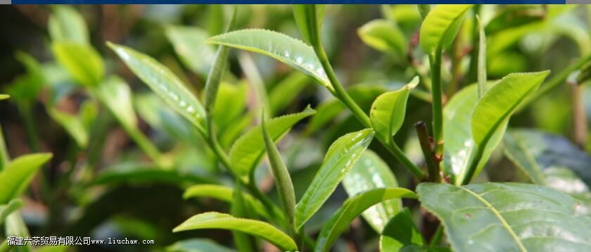 茶对现代生活的意义 茶对现代生活的意义