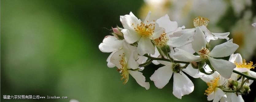 茶糜是什么意思 茶糜是什么意思