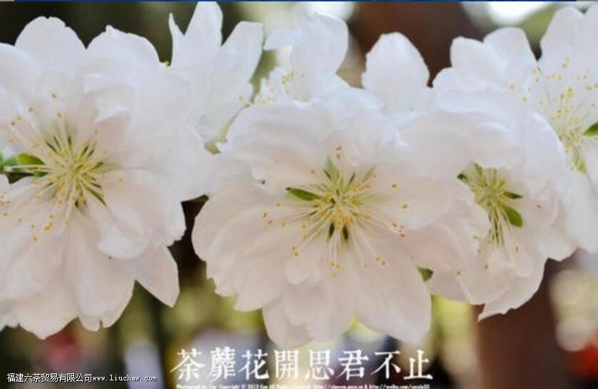 茶糜是什么意思 茶糜是什么意思