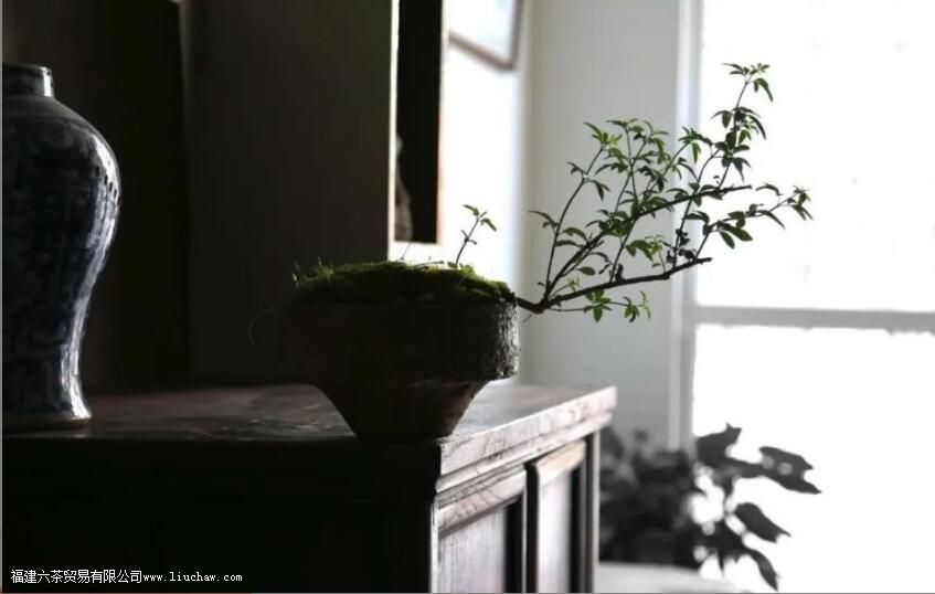 茶暖心房 人间有小暖,此生无薄凉 茶暖心房 人间有小暖,此生无薄凉