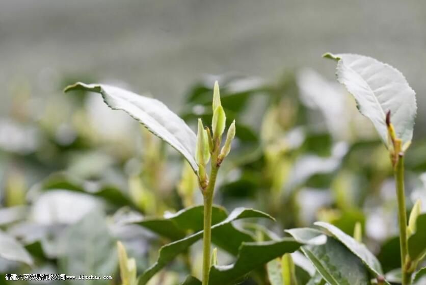 茶在手中是风景,茶在口中是人生 茶在手中是风景,茶在口中是人生