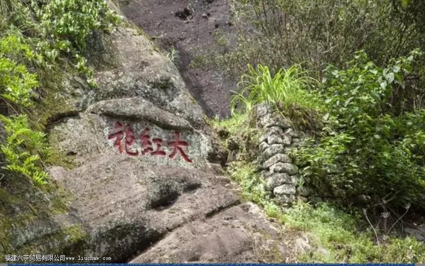 大红袍的故事与历史文化 大红袍的故事与历史文化