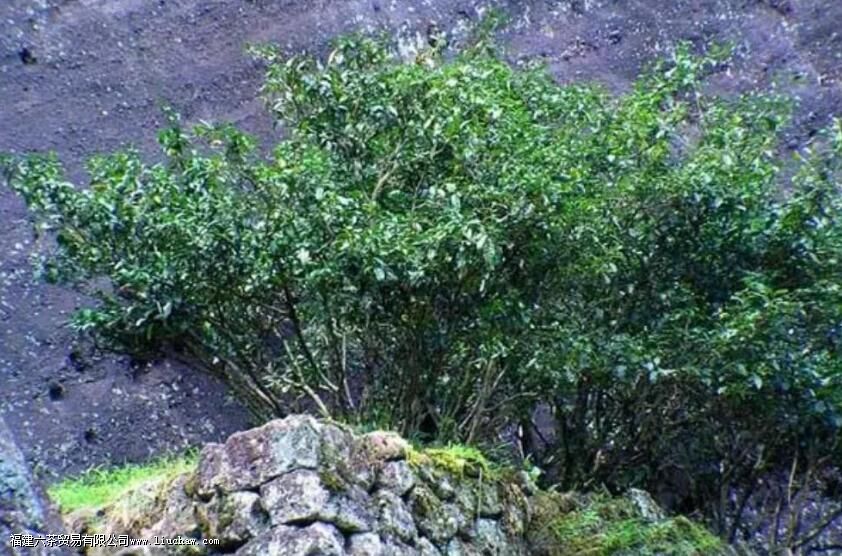 大红袍的故事与历史文化 大红袍的故事与历史文化