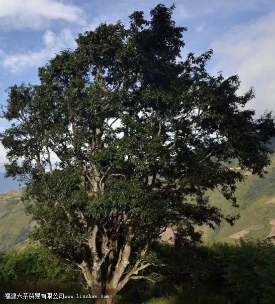 �������á�������������Ĺ���