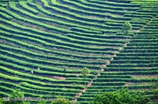 �����ɽ�Ĺ���������ϸ˵�����ɽ�ѻ�