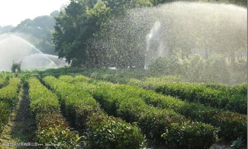 龙井茶的文化与传承 龙井茶的文化与传承