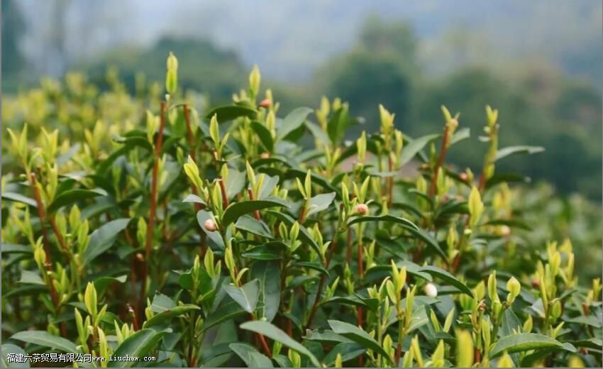 龙井茶的文化与传承 龙井茶的文化与传承