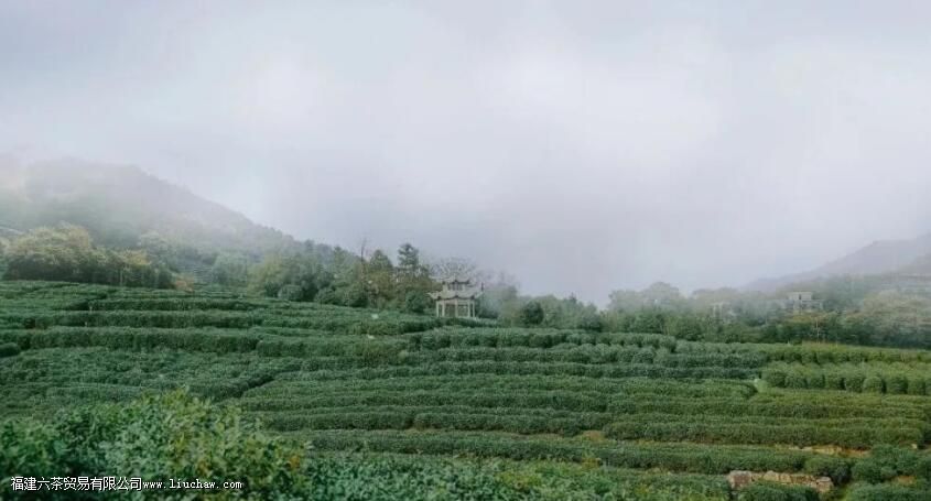 龙井茶的文化与传承 龙井茶的文化与传承