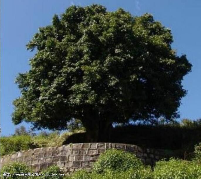 �ն�Ϊʲô����Ϊ�����Դ