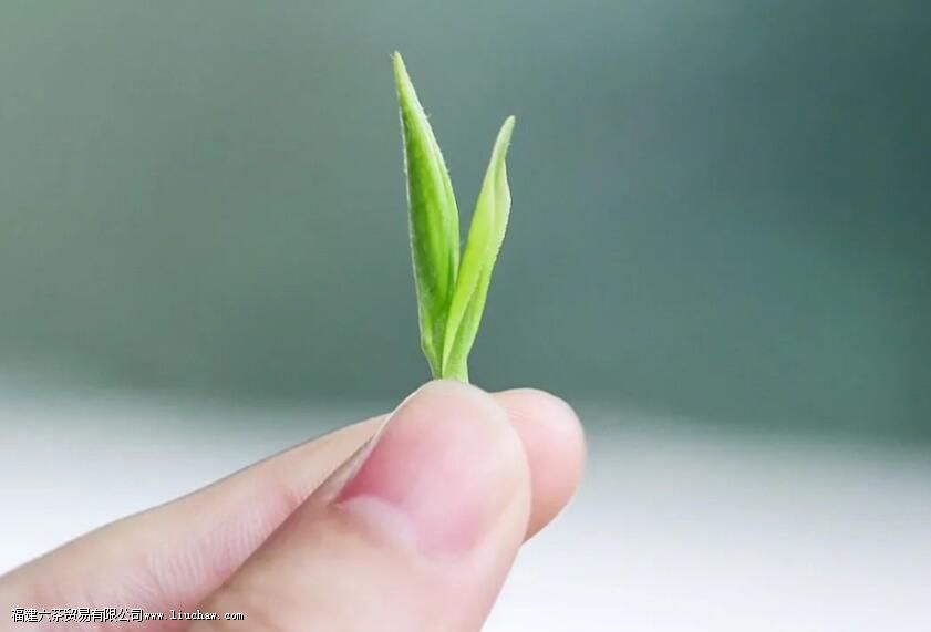 人生如茶,熬一熬才能出回甘 人生如茶,熬一熬才能出回甘