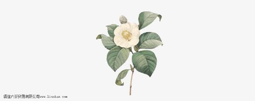 ɽ�軨������һ����