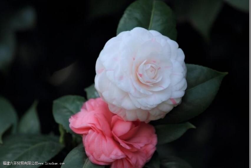 ɽ�軨������һ����