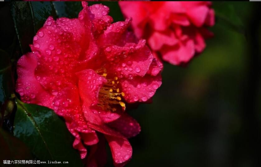 ɽ�軨������һ����