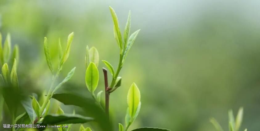生活|喝茶之人,更懂自然之道 生活|喝茶之人,更懂自然之道