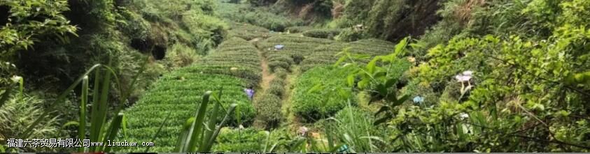 生活|喝茶之人,更懂自然之道 生活|喝茶之人,更懂自然之道