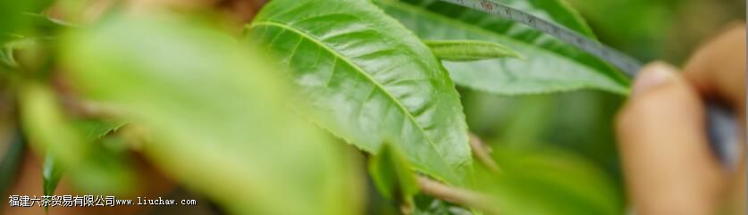 生活|喝茶之人,更懂自然之道 生活|喝茶之人,更懂自然之道