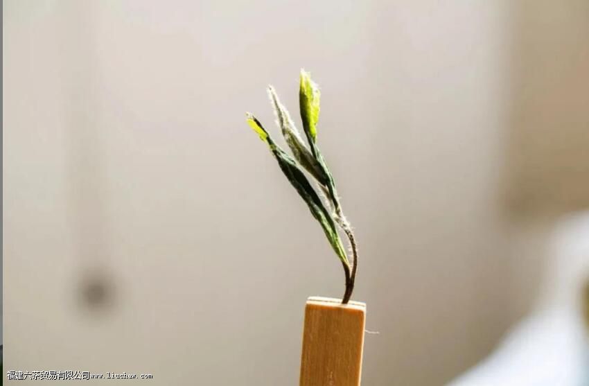 生活如茶:浅看淡泊,细品浓郁 生活如茶:浅看淡泊,细品浓郁