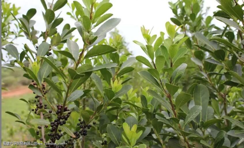 ����������飨������ƪ����������͢�����