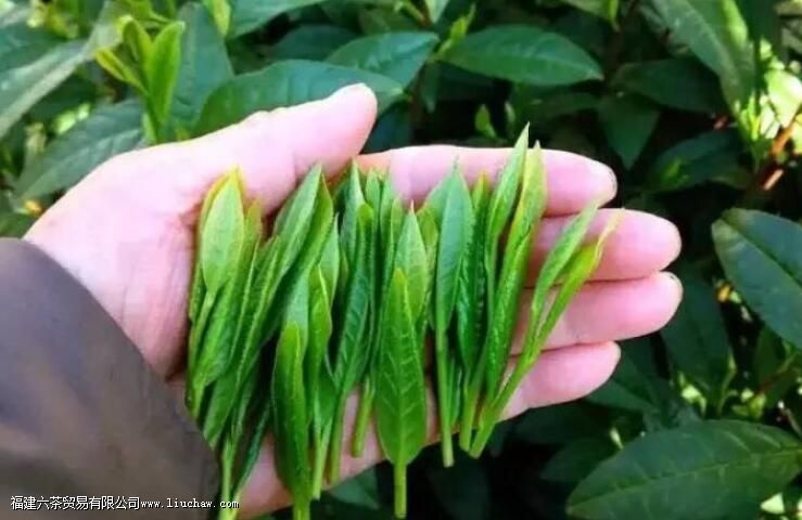 太平猴魁名称由来 太平猴魁名称由来