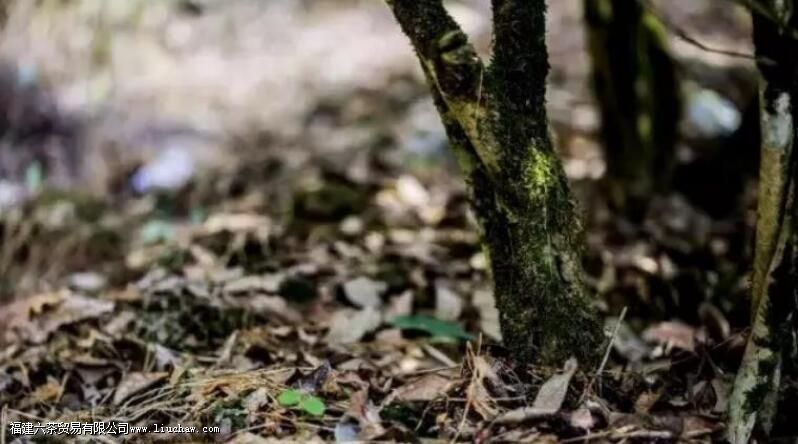 �����Ҳ�ķ�չʷ