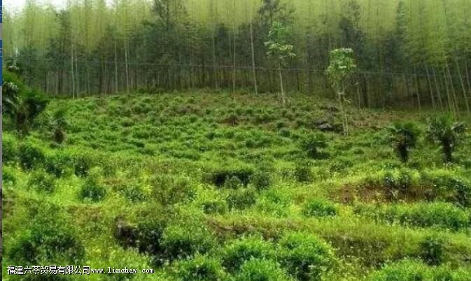 �����Ҳ�ķ�չʷ