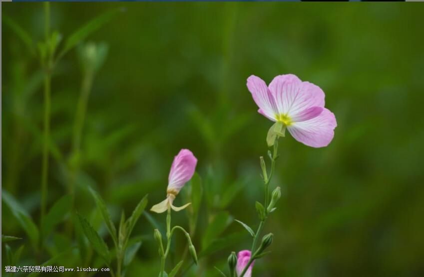 ����֮�ţ������黭��Ʒ�衢�ͻ�