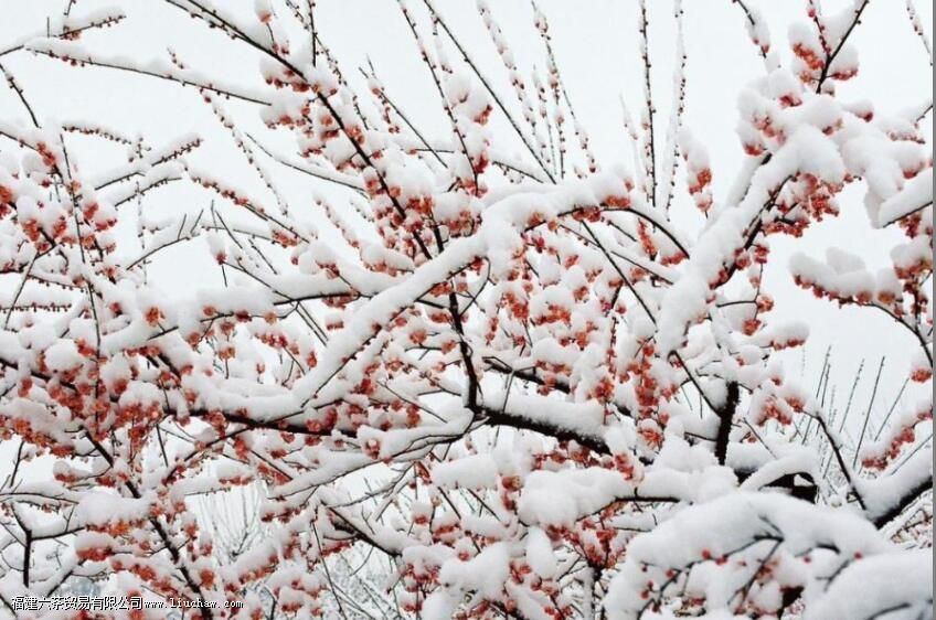 在寒冷的冬季,茶人会做些什么 在寒冷的冬季,茶人会做些什么