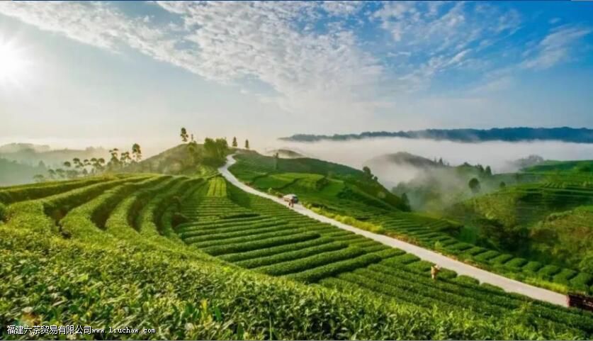 走进雅安藏茶 解析雅安藏茶的品种、工艺特点 走进雅安藏茶 解析雅安藏茶的品种、工艺特点